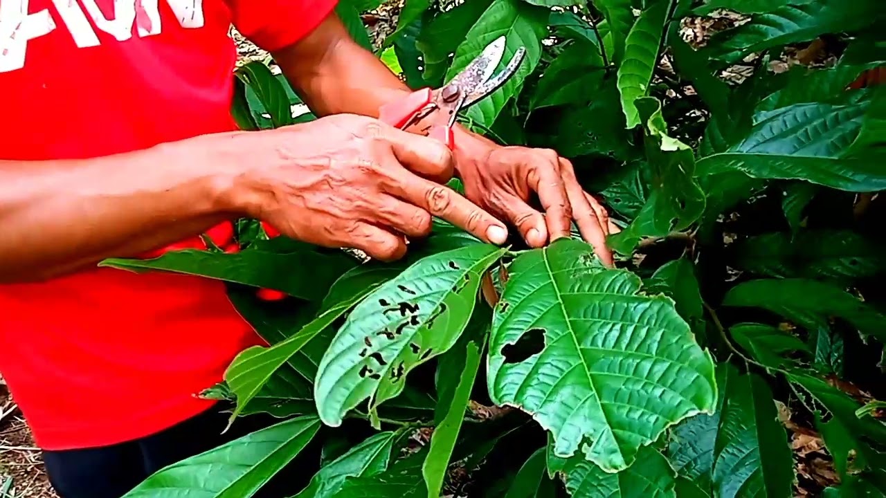 CARA MEMILIH ENTRES KAKAO YANG BAIK