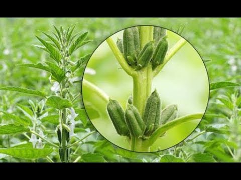 បច្ចេកទេសដាំដំណាំល្ង Sesame Planting Technique