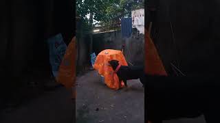 Smart Dog Rottweiler