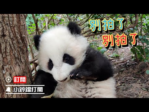 《熊貓早晚安》面對鏡頭，熊貓明星害羞了 | iPanda熊貓頻道