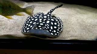 Potamotrygon Leopoldi Black Diamond Thousand Island Pupjuvenile