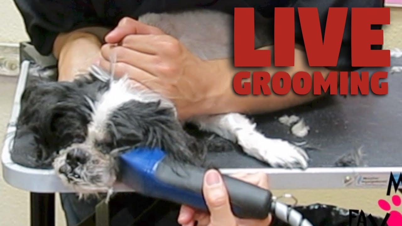 Saturday Morning with the Only Live Pet Groomer in Fort Worth Texas My