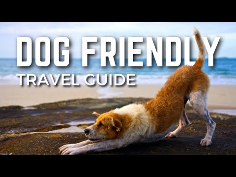 Video: Stati Uniti di cane: le 10 migliori destinazioni per cani in America