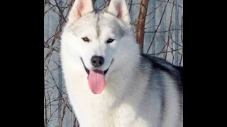 Хаски Онлайн. Husky online (Камера на улице) Хаски Онлайн. Husky online (Камера на улице)