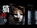 猫の裏側。ニュージーランドの猫狩りについて。#24