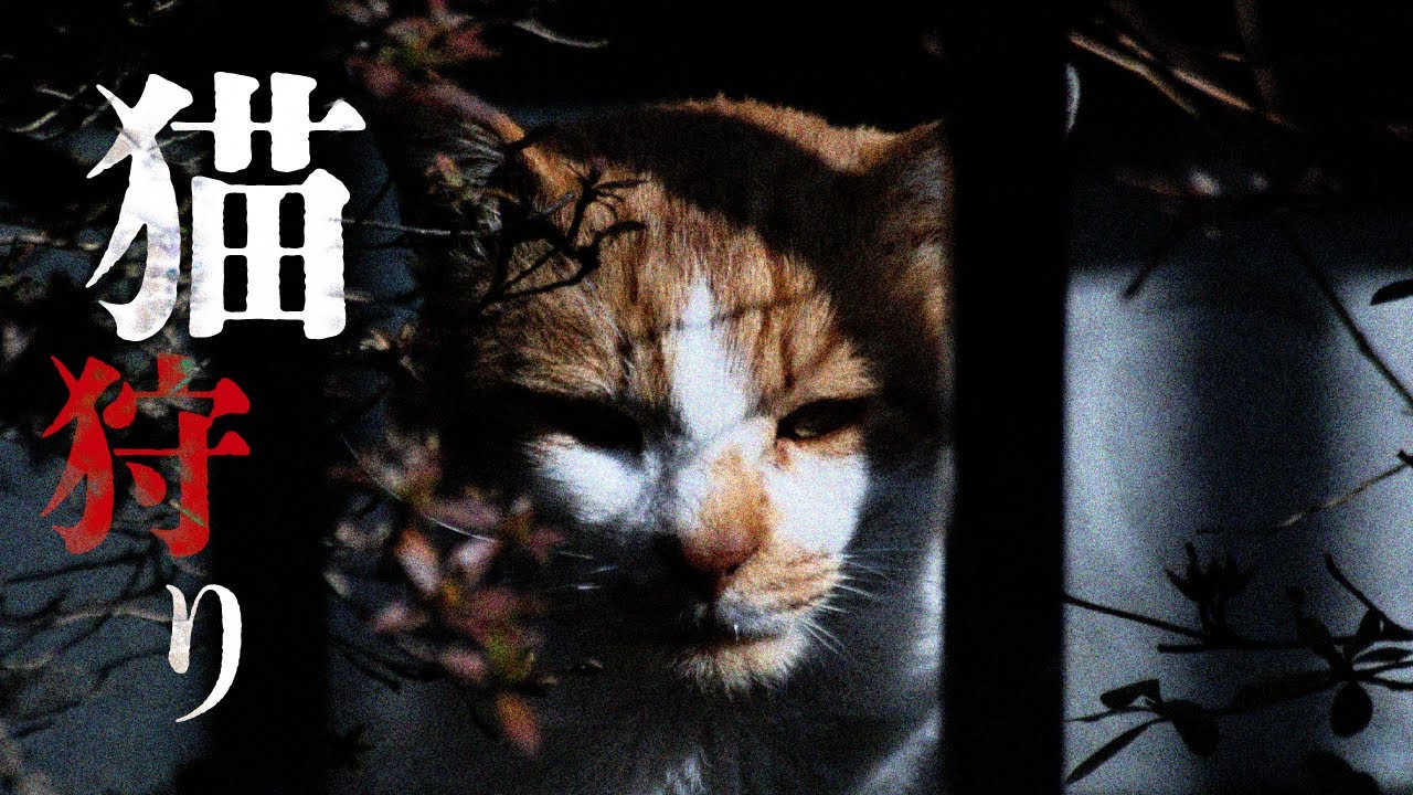 猫の裏側。ニュージーランドの猫狩りについて。#24