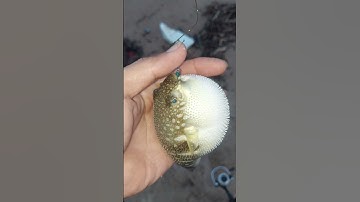 Cá Nóc nhím Kịch Độc🥶 #shorts