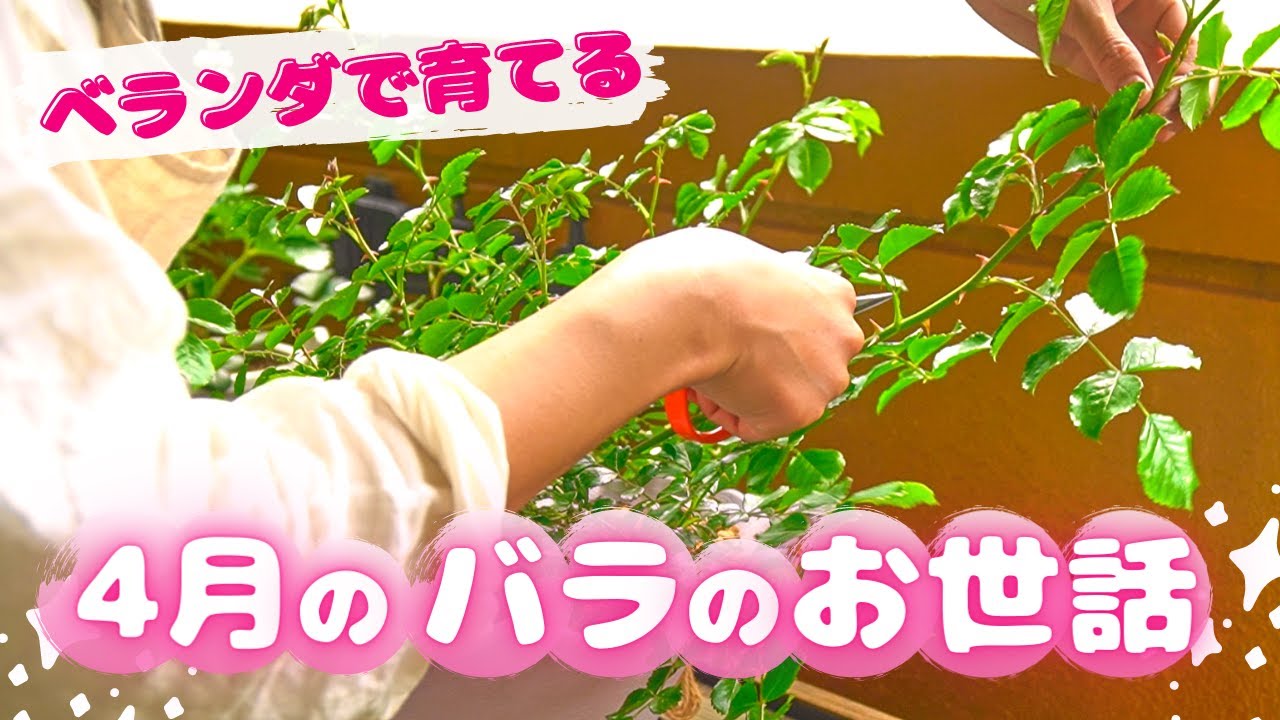 私流4月のバラのお世話 シュート処理 ハダニ うどん粉病 コバエ対策 挿し木 水やりチェッカーサスティ 交換 ベランダガーデニング Youtube 私流4月のバラのお世話 シュート処理 ハダニ うどん粉病 コバエ対策 挿し木 水やりチェッカーサスティ 交換 ベランダガーデニング Youtube