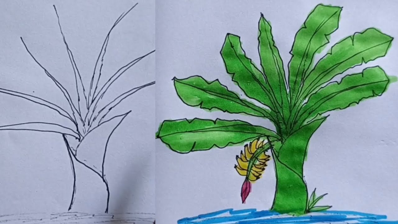 Banana tree drawing videos for kids 