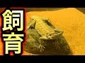 フトアゴヒゲトカゲの飼育を始めました【爬虫類】