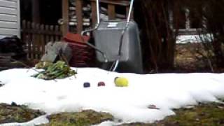 Shooting Balloon with blood splat