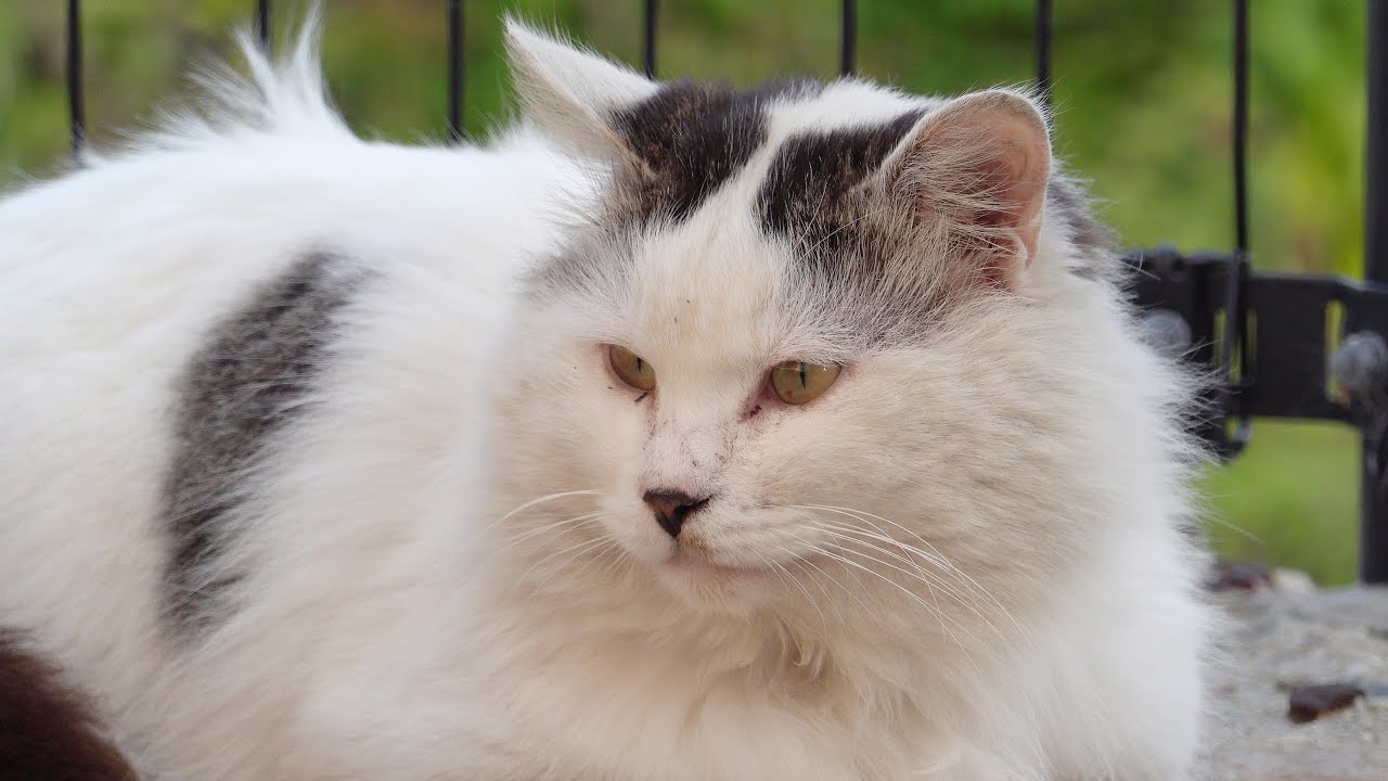 Black and white cat with long hair YouTube