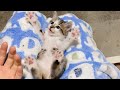 【保護子猫】下手くそなこちょこちょパー