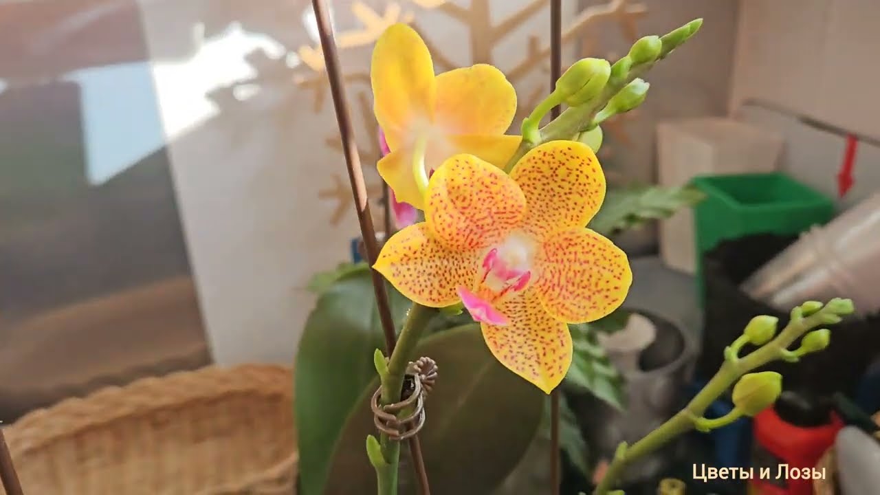 Что КУПИЛА в БАЙКАЛЬСКИХ ЦВЕТАХ 07.03.2026 🔥 #покупка #орхидеи #фаленопсис 