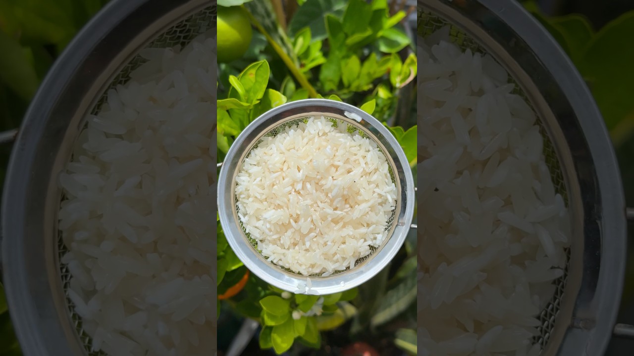 Abonando flores con el agua de arroz #plantas #jardin