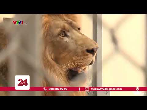 Video Những người chăn nuôi thú dữ giữa lòng Hà Nội | VTV24 - youtube