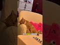 Nap Skill: Orange Cat Edition 😴🐾 #cat #petsunited #funny #pets #funnycats