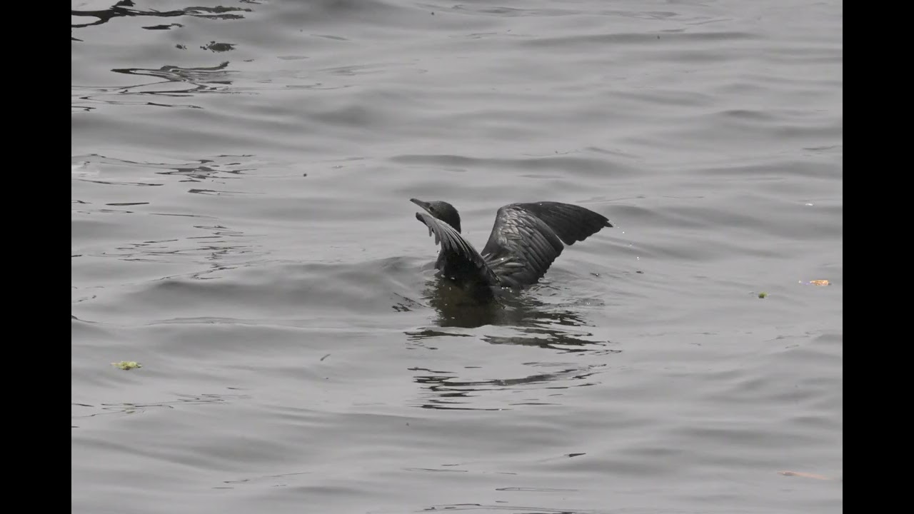 water birds of Pathiramanal Island