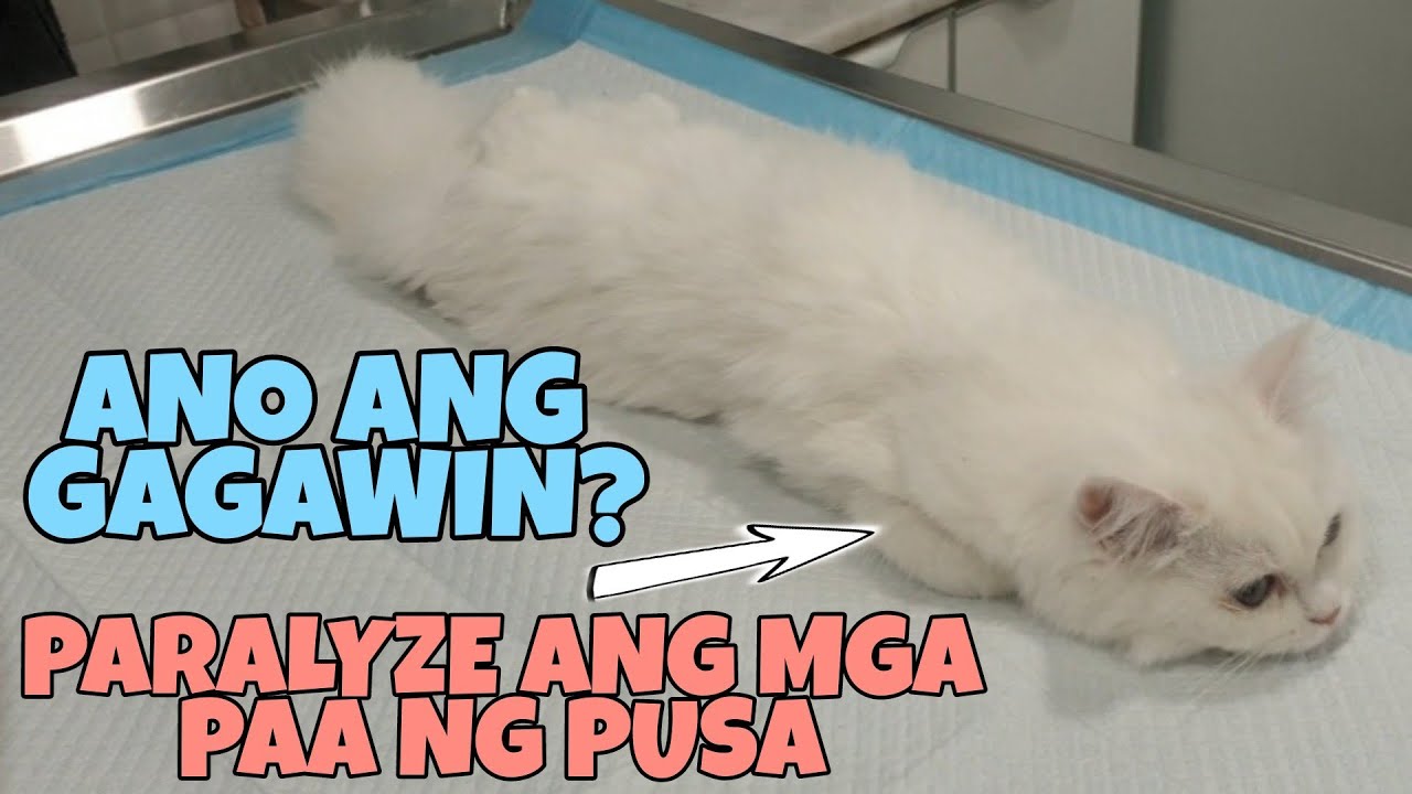 PAANO ANG GAGAWIN KAPAG HINDI MAIGALAW ANG MGA PAA NG PUSA | CAT