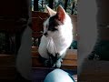 Аланийский кот. Аланья Турция. kedi Alanya Türkiye Antalya #shorts