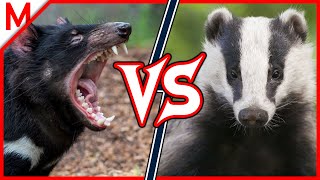26💥Tasmanian Devil vs European Badger | +Harpy Eagle vs Osprey winner by M from aniMals 65,494 views 4 years ago 9 minutes, 11 seconds