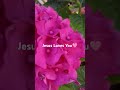 Jesus Loves You 🕊️🩷