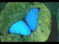 Paul Mauriat - Butterfly