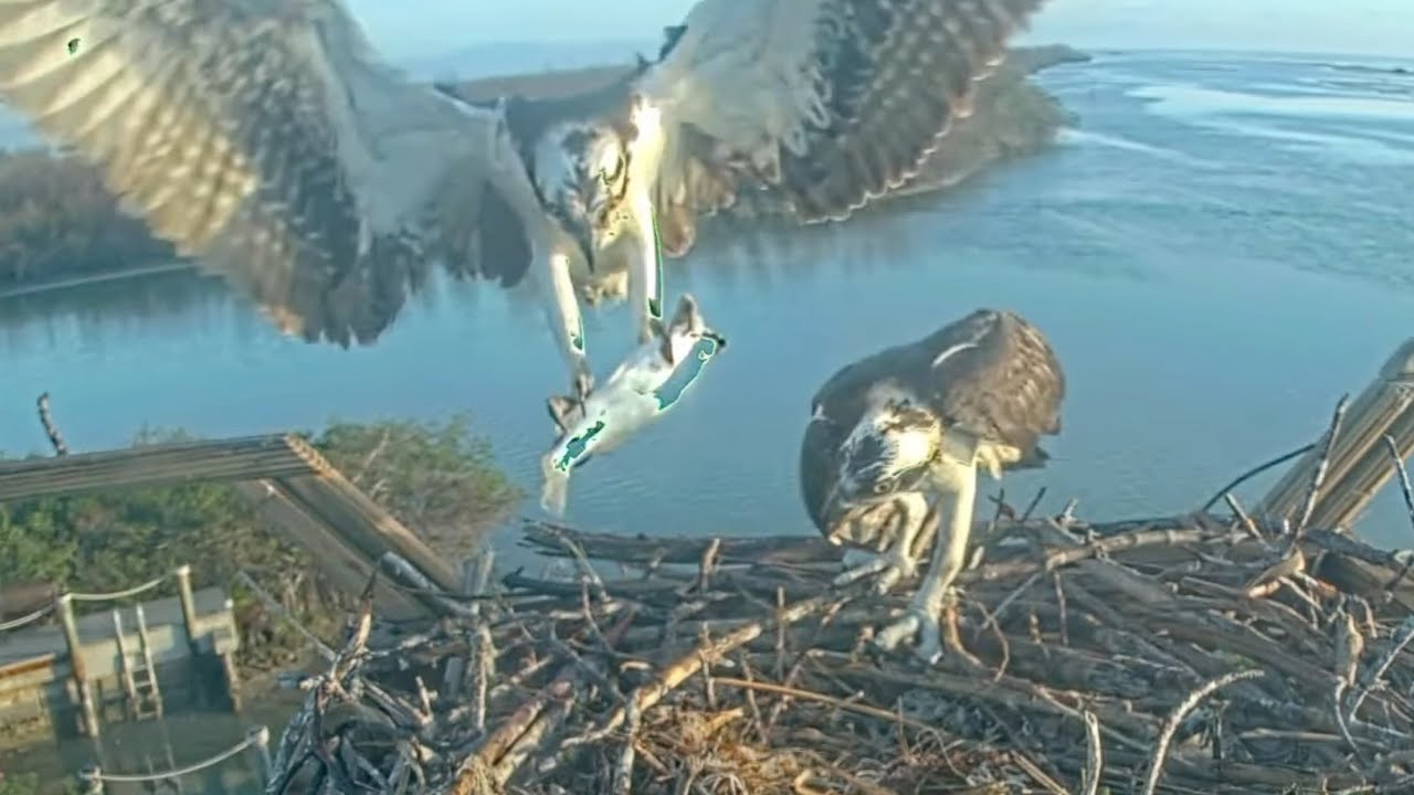 Captiva Osprey Cam Angus shows fish catching skill to Florence (Intruder Lady) Feb 21, 2023