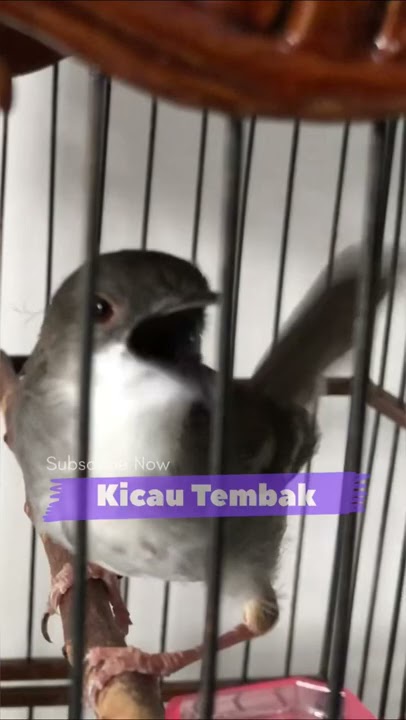 Top Masteran!! Ciblek Kristal Gacor Full Ngebren Untuk Masteran Burung Juara | Kicau Tembak