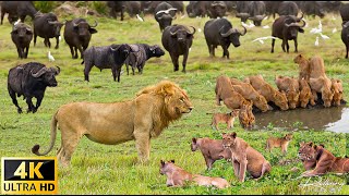 حیات وحش 4K آفریقا: کشف حیوانات وحشی و فیلم زیبا حیات وحش در آفریقایی با صداهای واقعی
