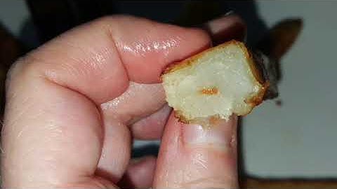 FSHN 101 at UIUC - WHAT I LEARNED