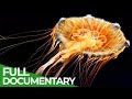 Vicious Beauties - The Secret World of the Jellyfish | Free Documentary Nature