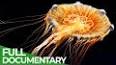 The Fascinating World of Jellyfish: Unveiling the Mysteries of Marine Beauties ile ilgili video