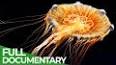The Fascinating World of Bioluminescence: Nature's Living Lights ile ilgili video