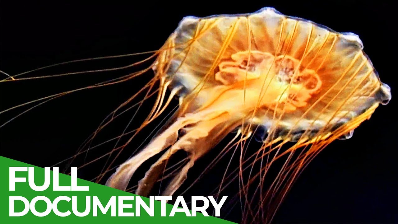 Vicious Beauties   The Secret World of the Jellyfish  Free Documentary Nature