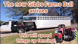 Our new Gibbs Farms Bull has arrived