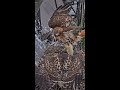 Big Red Drops A Chipmunk For Fledgling At The Cornell Hawks Nest