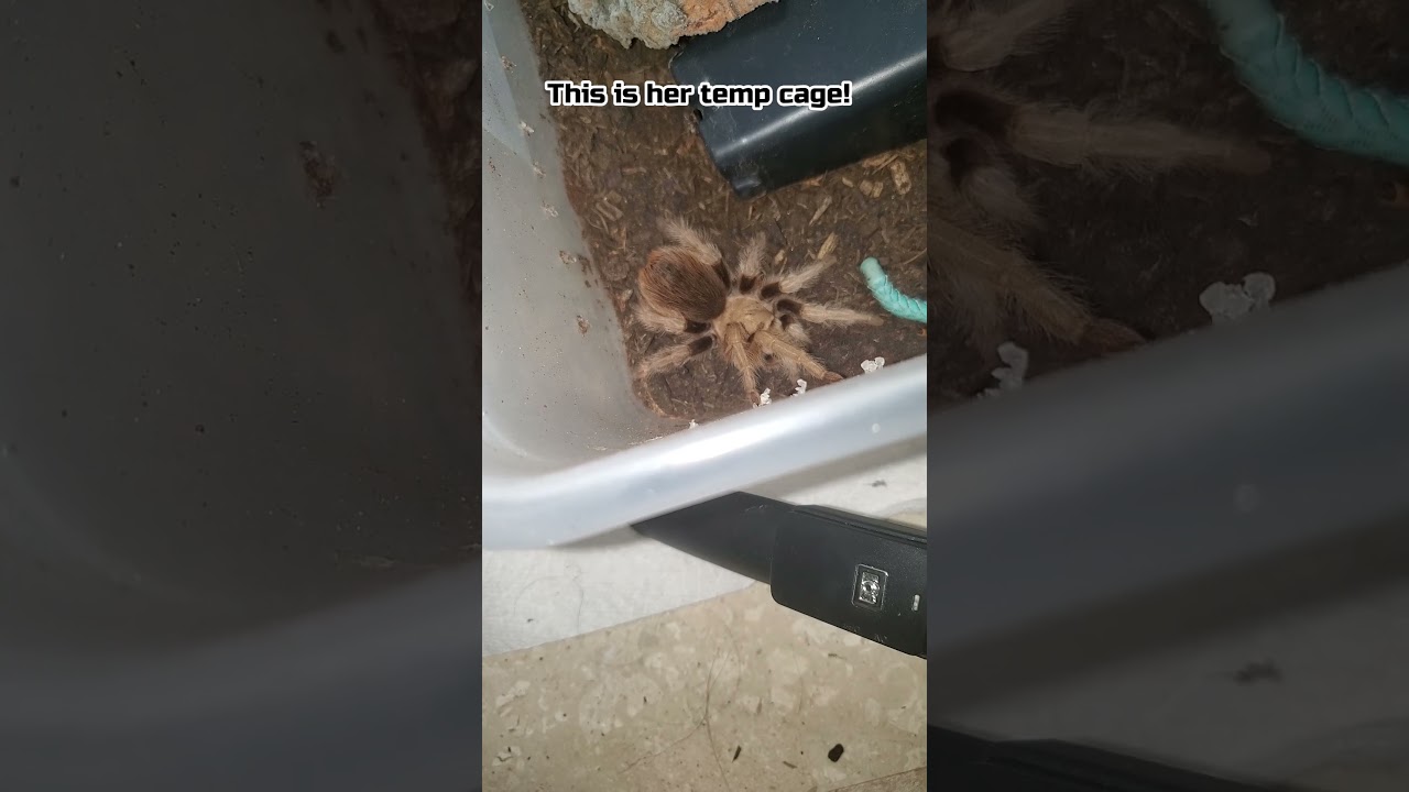 New Arizona Blonde Tarantula (Aphonopelma Chalcodes) 