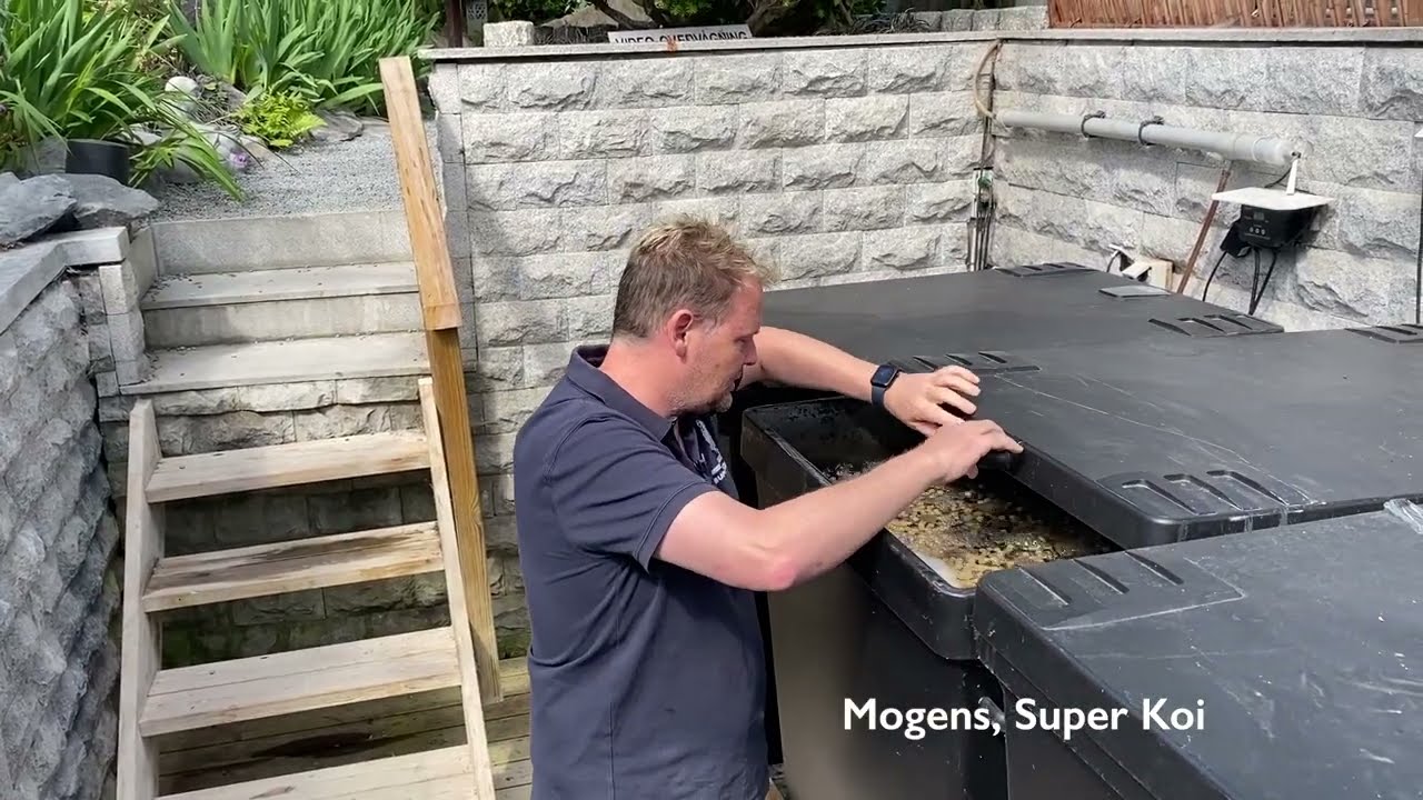 Biomedier i dit havedamsfilter del 2 super koi 