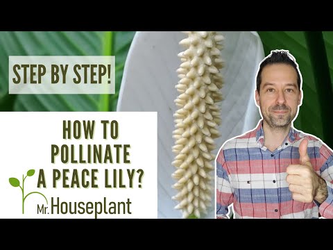 How to Pollinate a Peace Lily (Step by Step)