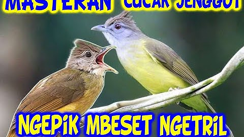 masteran cucak jenggot  jeda 2 menit #masteran #cucakjenggot