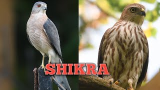 Facts About Shikra | शिकरा के बारे में तथ्य | Birds Of India