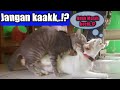 KUCING KAWIN FULL 3 RONDE - KUCING KAMPUNG INI GAGAL- KUCING LUCU INI BELUM MAHIR MENYALURKAN BIRAHI