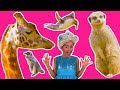 PRINCESSES GO TO THE ZOO | LEARN COLORS | LEARN ABOUT ANIMALS |🐯 Princess In Real Life | Kiddyzuzaa