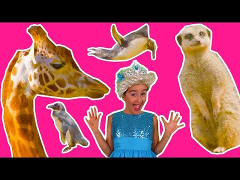 PRINCESSES GO TO THE ZOO | LEARN COLORS | LEARN ABOUT ANIMALS |🐯 Princess In Real Life | Kiddyzuzaa