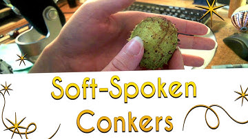 ASMR - Soft Spoken Conker Polishing