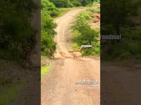that warthog is running dirty#trending this is for dustymdouglason on tiktok and on youtube