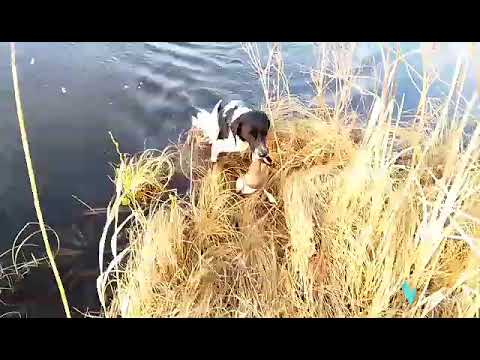Первая подача утки с воды Русской спаниели