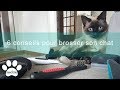 Brosser son chat  6 conseils  suivre  assur opoil