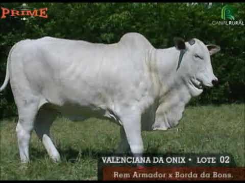 LOTE 02